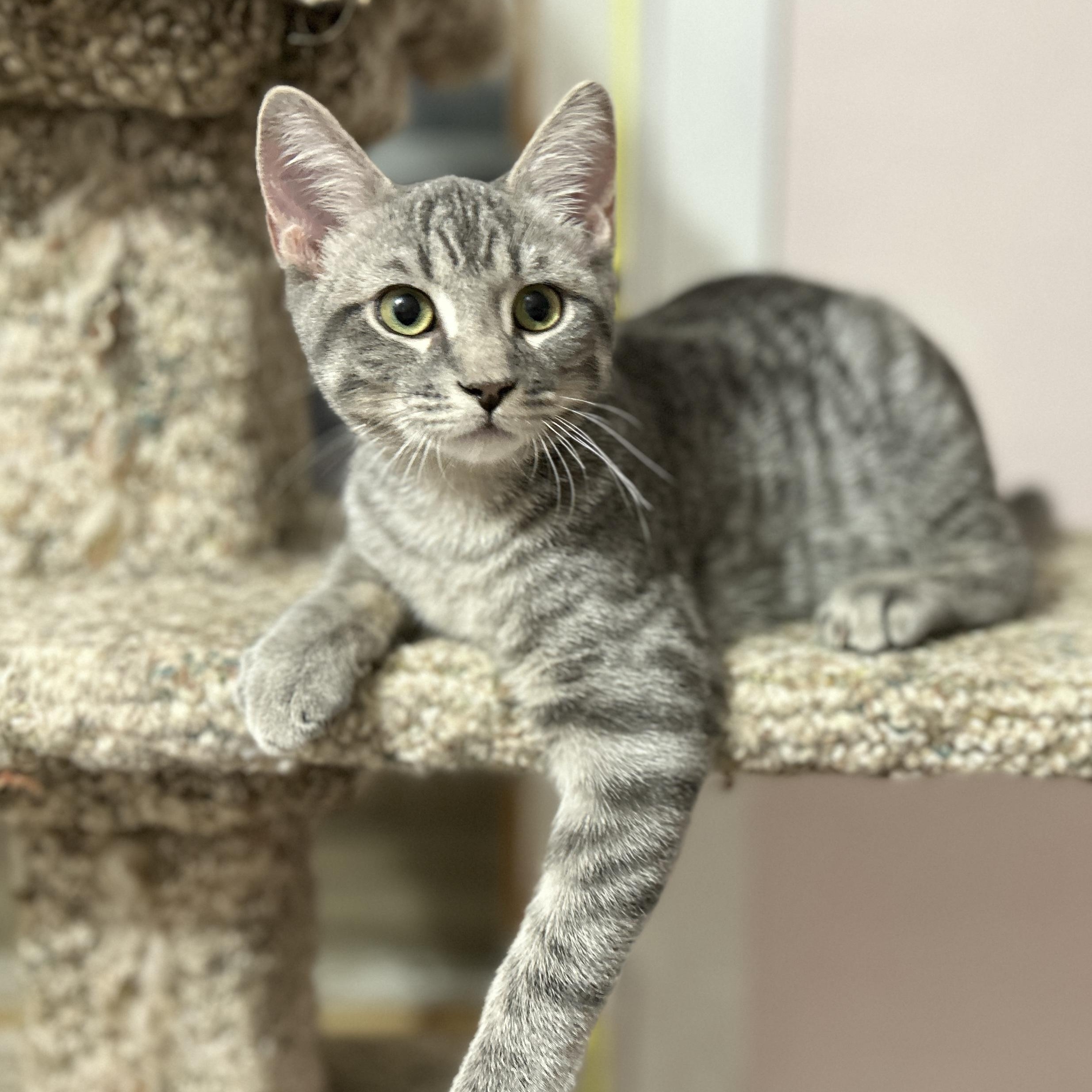 Gandalf, ADOPTABLE, Kitten Male Domestic Short Hair.
