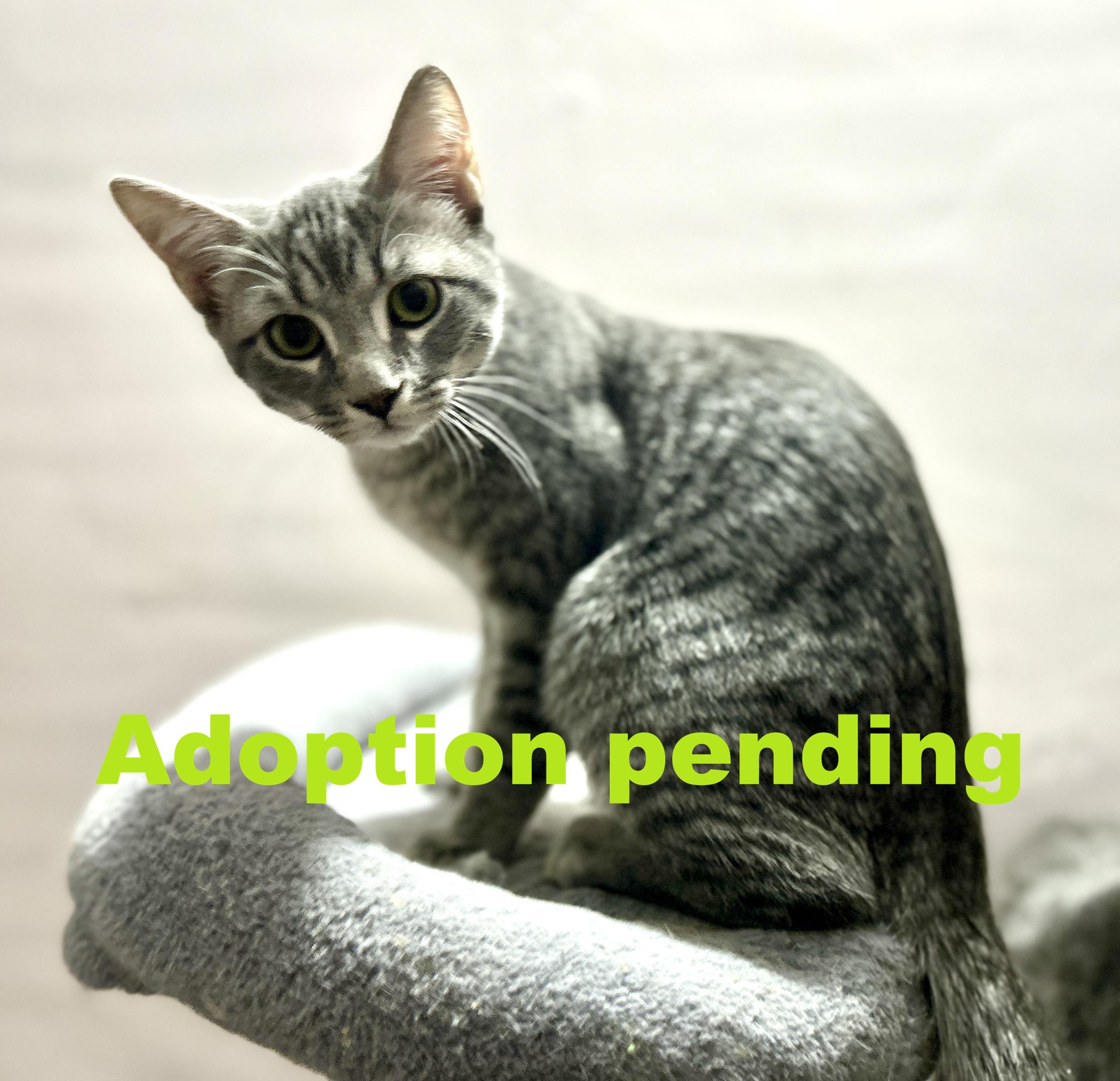 Gandalf, ADOPTABLE, Kitten Male Domestic Short Hair.