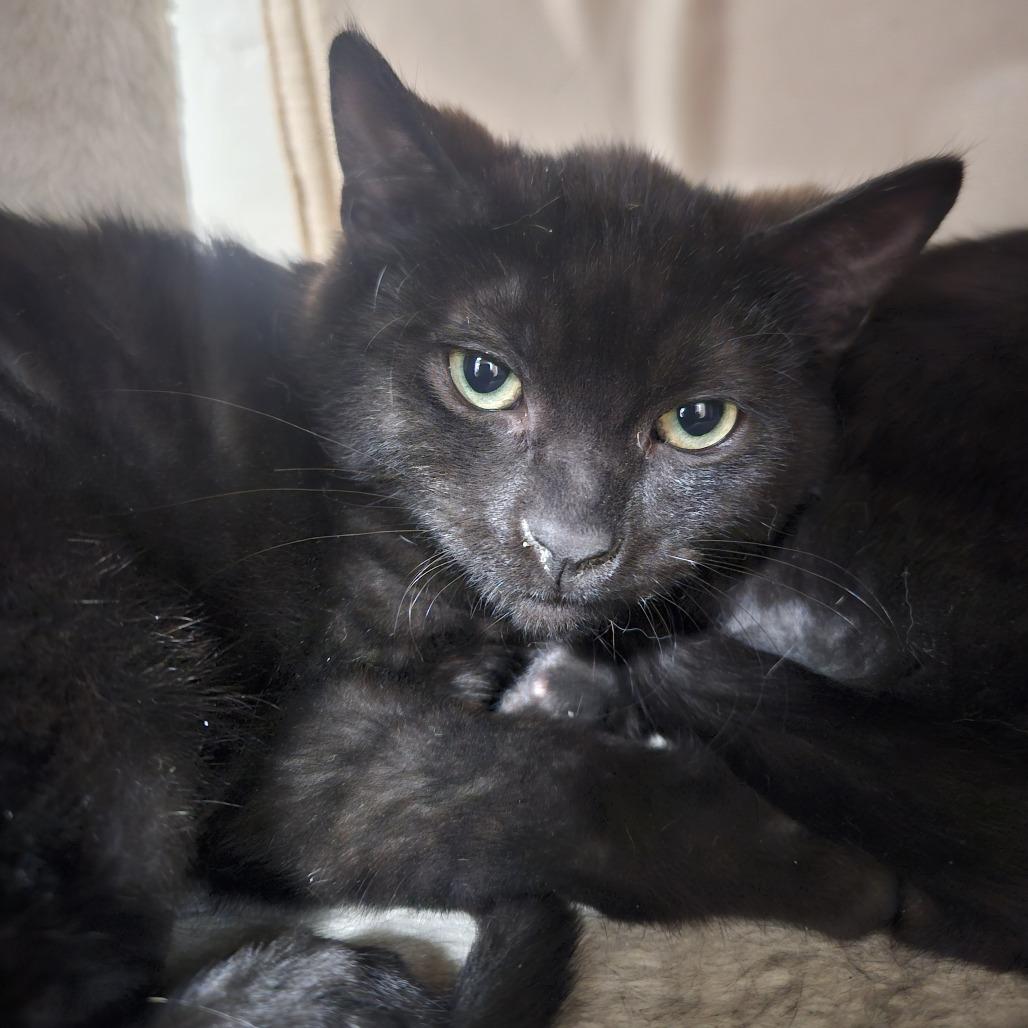 Enlarge Cowboy Curtis, a Adoptable Domestic Short Hair in Gainesville, FL image 1/1