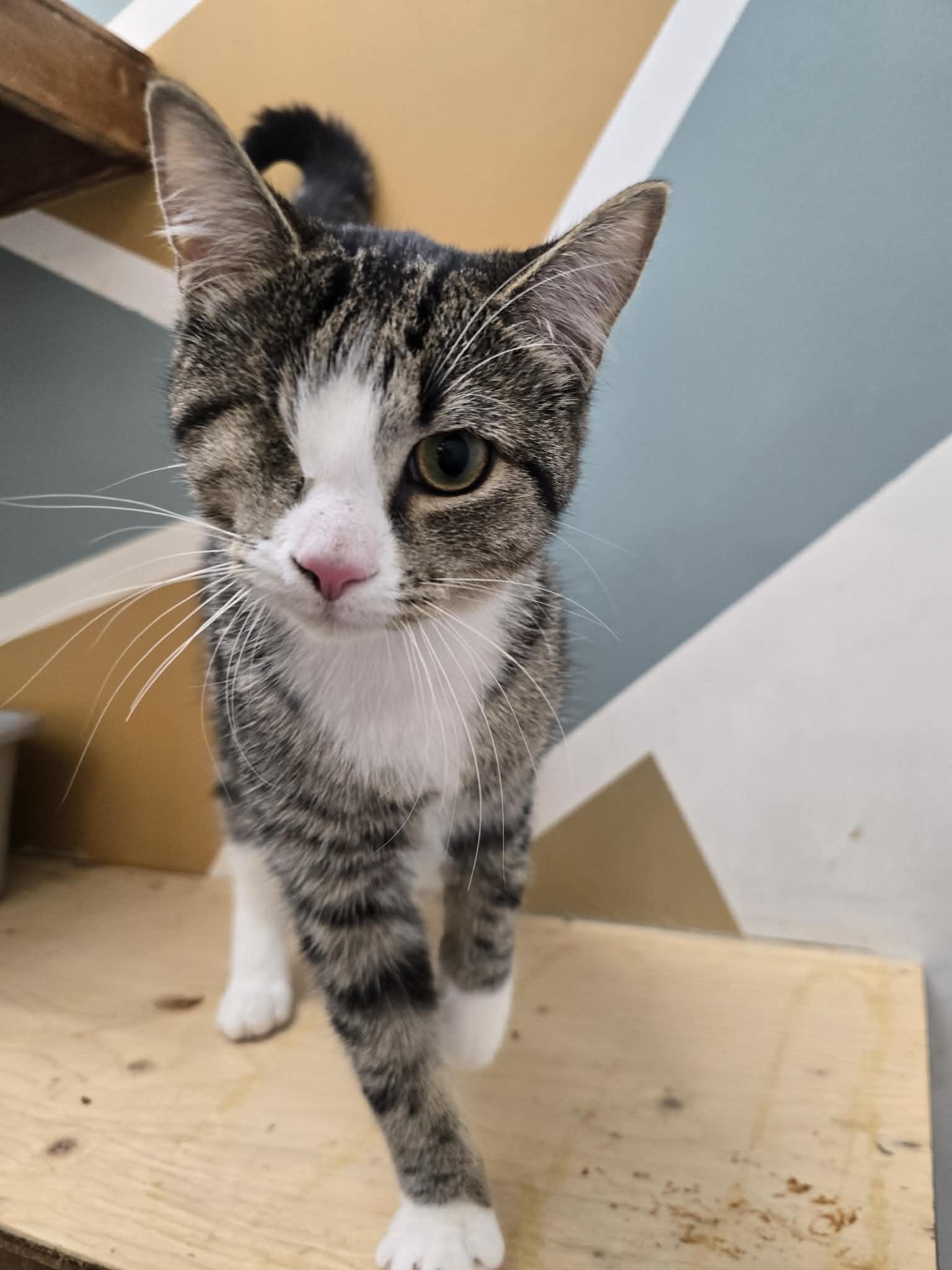 Rumy, ADOPTABLE, Young Female Tabby.