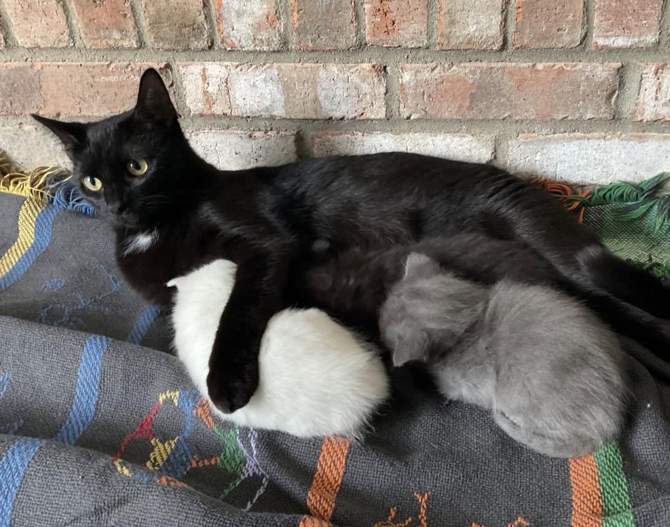 Enlarge Binxy, a ADOPTABLE Domestic Short Hair in Maineville, OH image 3/6