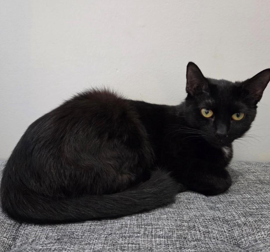 Enlarge Binxy, a ADOPTABLE Domestic Short Hair in Maineville, OH image 6/6