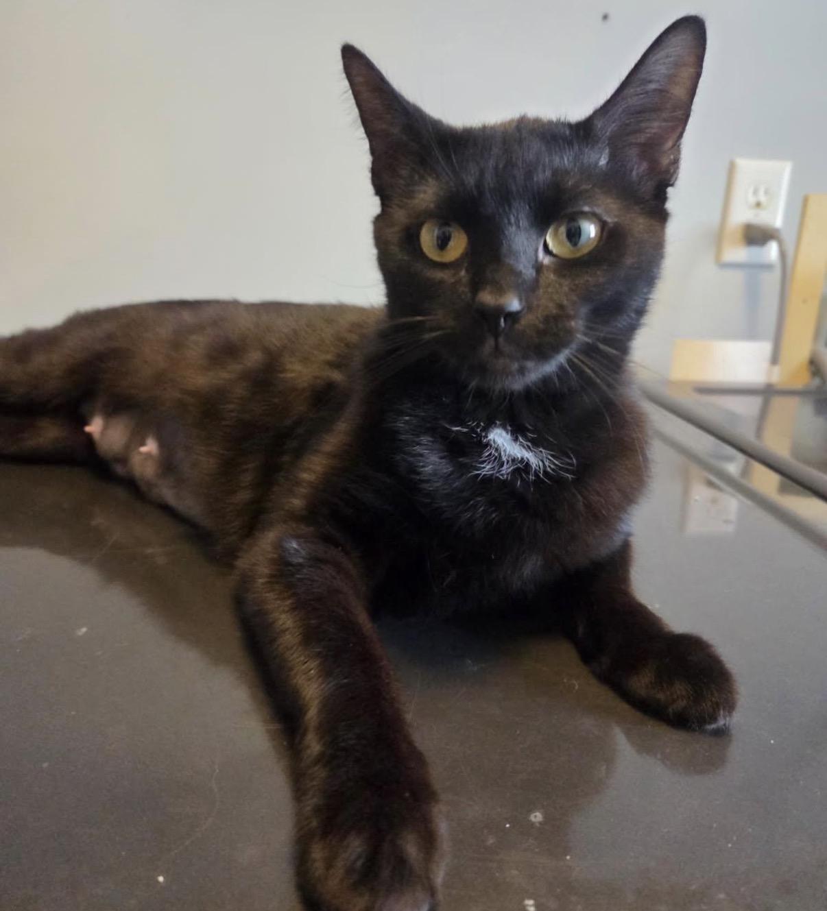 Enlarge Binxy, a ADOPTABLE Domestic Short Hair in Maineville, OH image 2/6