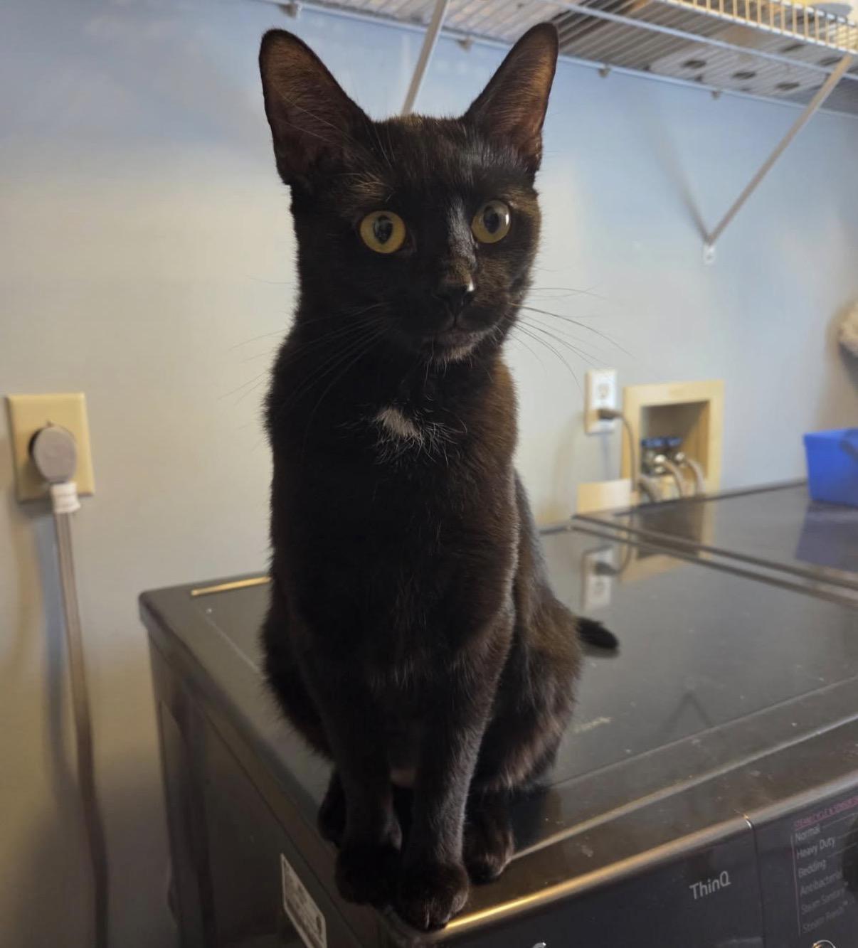 Enlarge Binxy, a ADOPTABLE Domestic Short Hair in Maineville, OH image 5/6