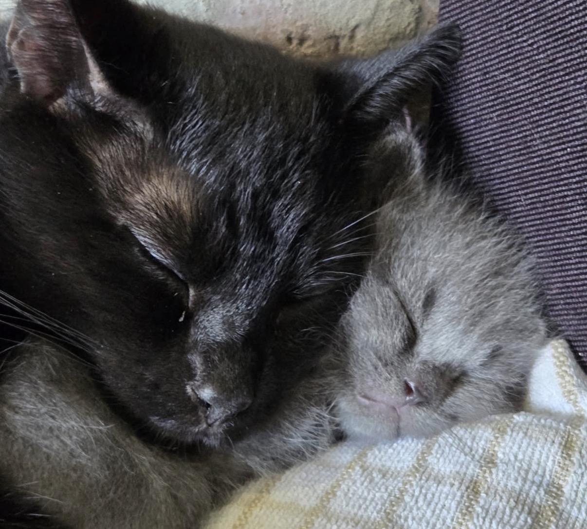 Enlarge Binxy, a ADOPTABLE Domestic Short Hair in Maineville, OH image 1/6