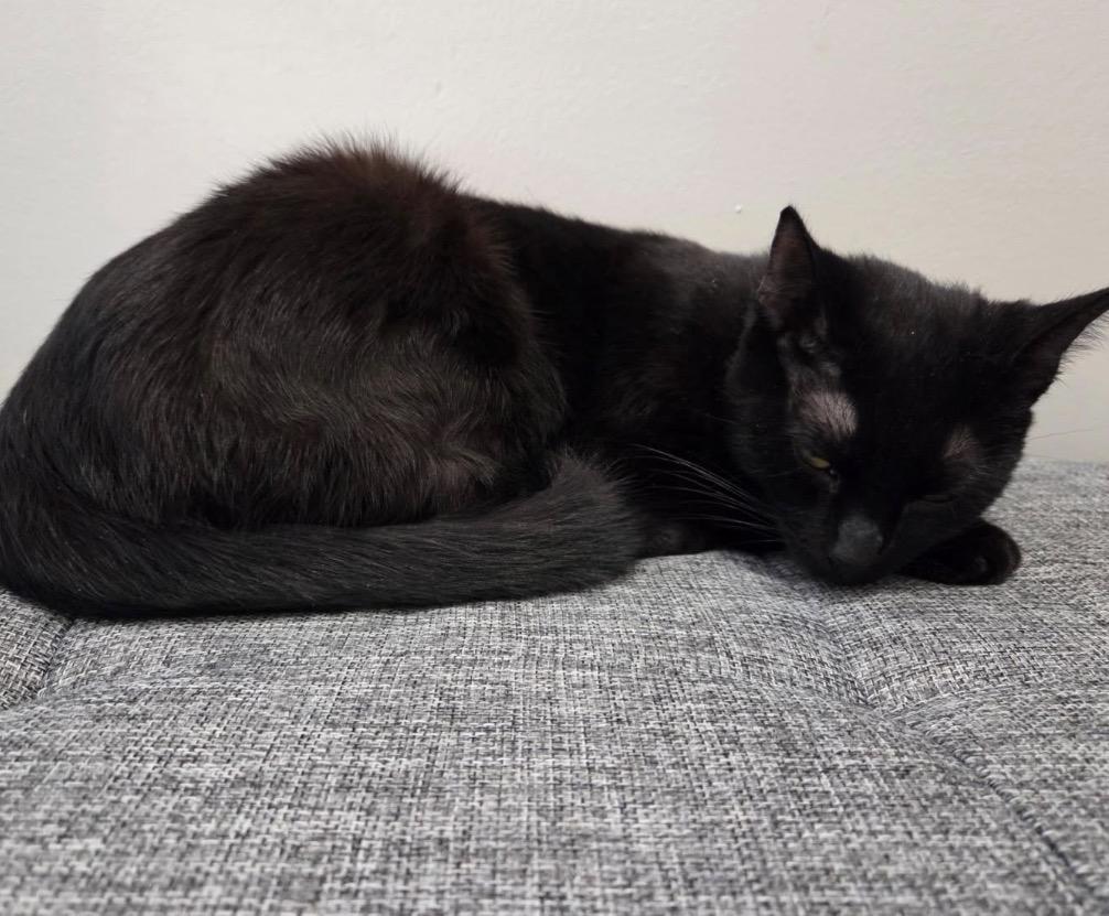 Enlarge Binxy, a ADOPTABLE Domestic Short Hair in Maineville, OH image 4/6