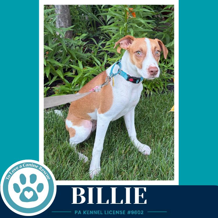 Billie 062026, Adoptable, Young Female Hound & Mixed Breed.