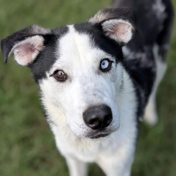 Sinclair, Adoptable, Adult Male Husky & Mixed Breed.