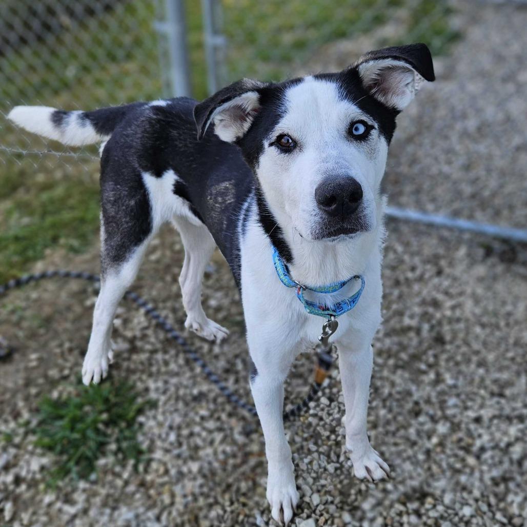 Sinclair, a Adoptable mixed breed in Dover, NH image 2/6