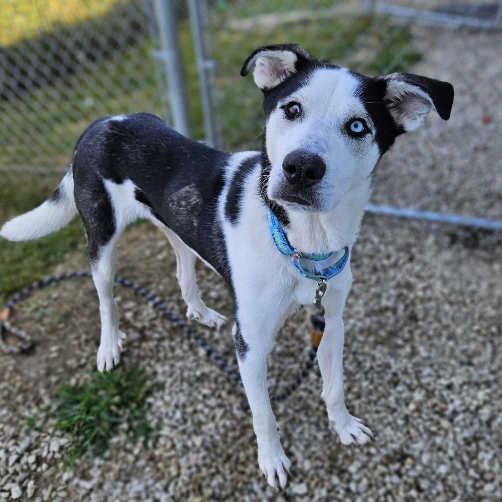 Sinclair, a Adoptable mixed breed in Dover, NH image 3/6
