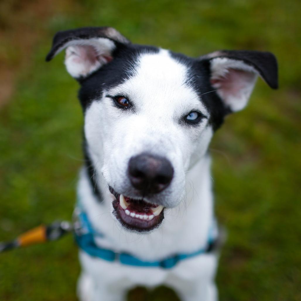 Sinclair, a Adoptable mixed breed in Dover, NH image 4/6