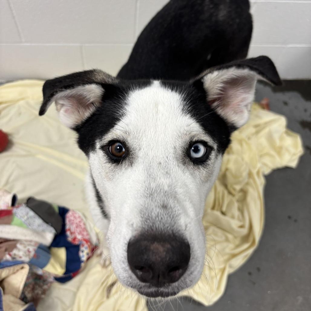 Sinclair, a Adoptable mixed breed in Dover, NH image 5/6