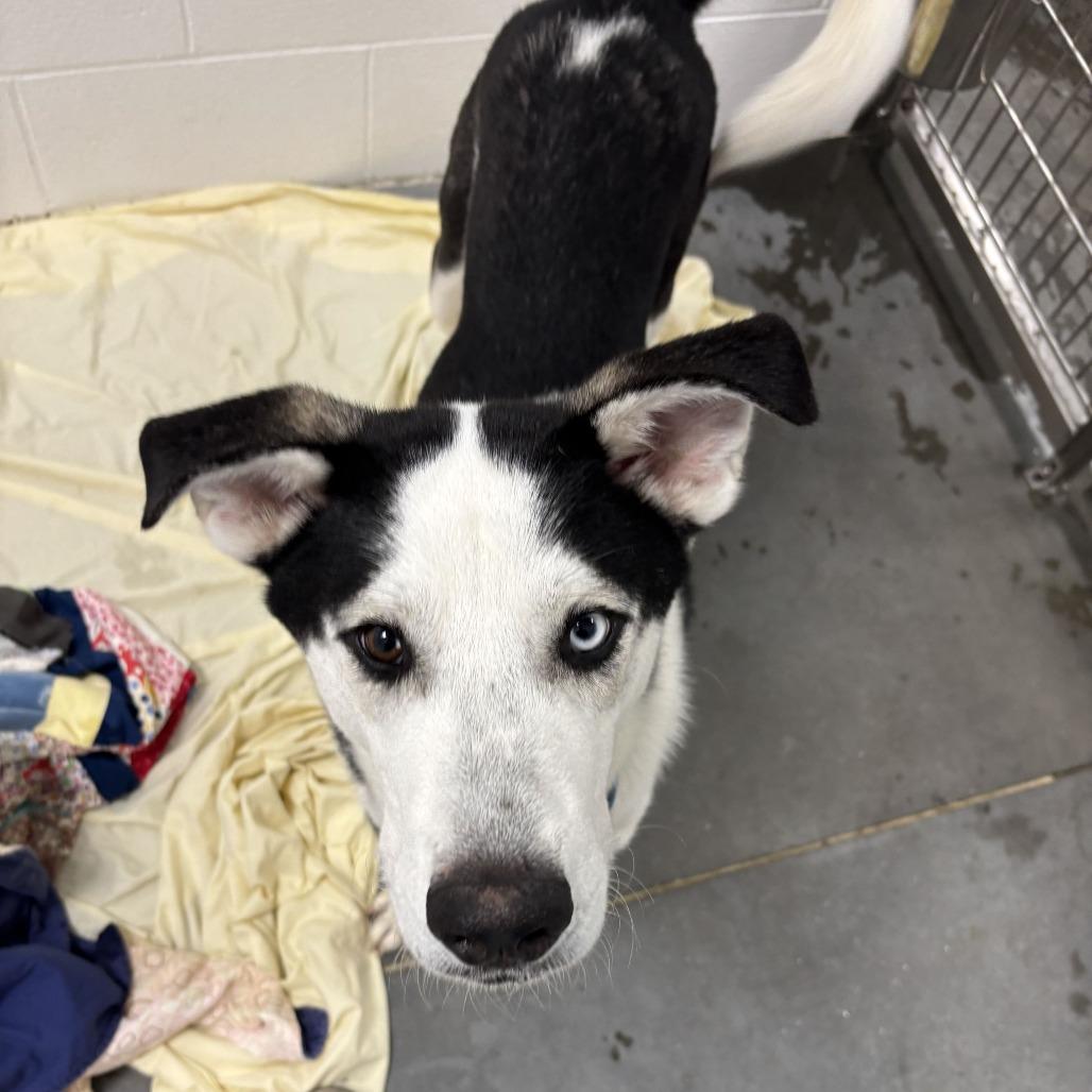Sinclair, a Adoptable mixed breed in Dover, NH image 6/6