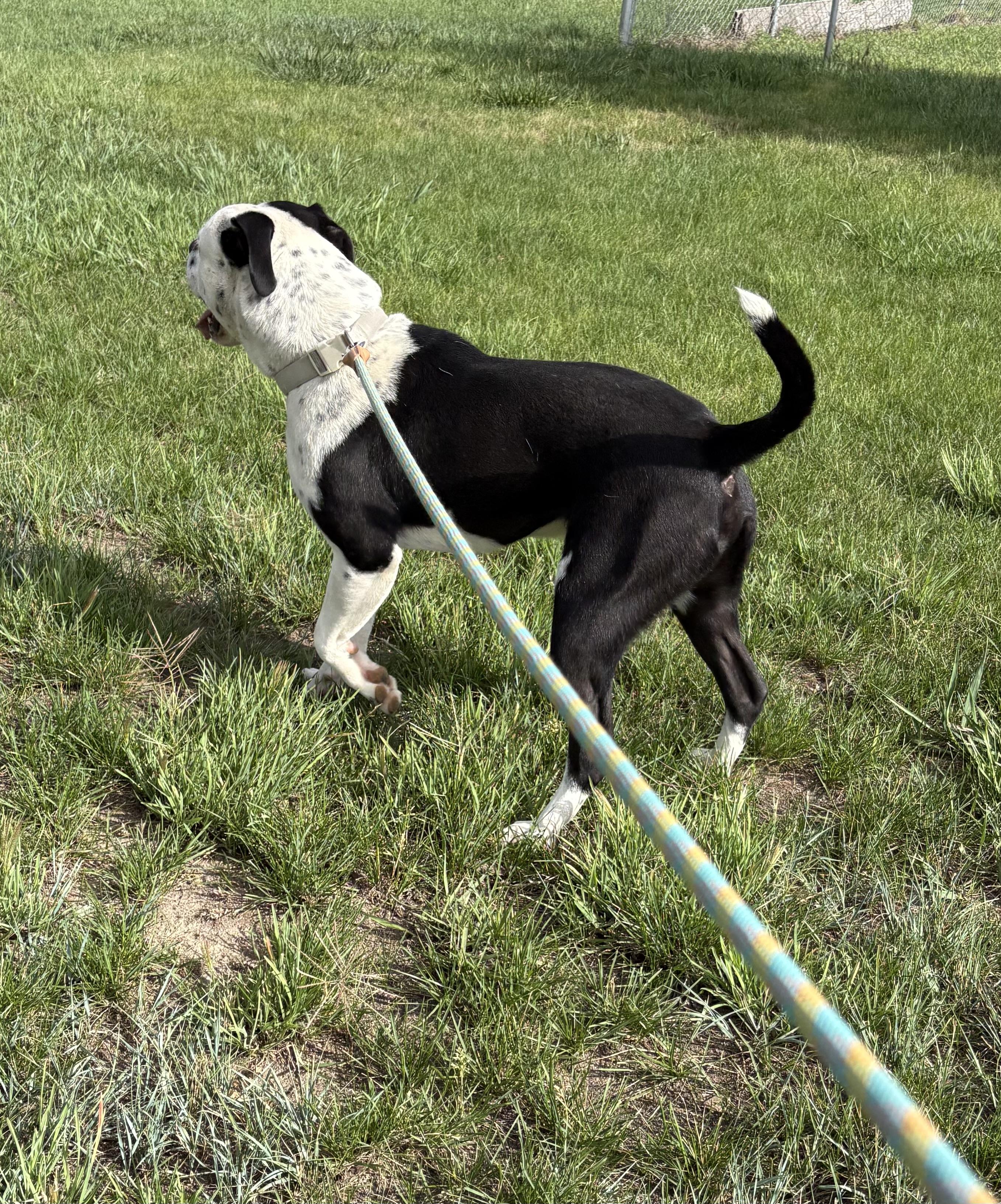 Enlarge George, a ADOPTABLE Pit Bull Terrier in Grant, NE image 4/6