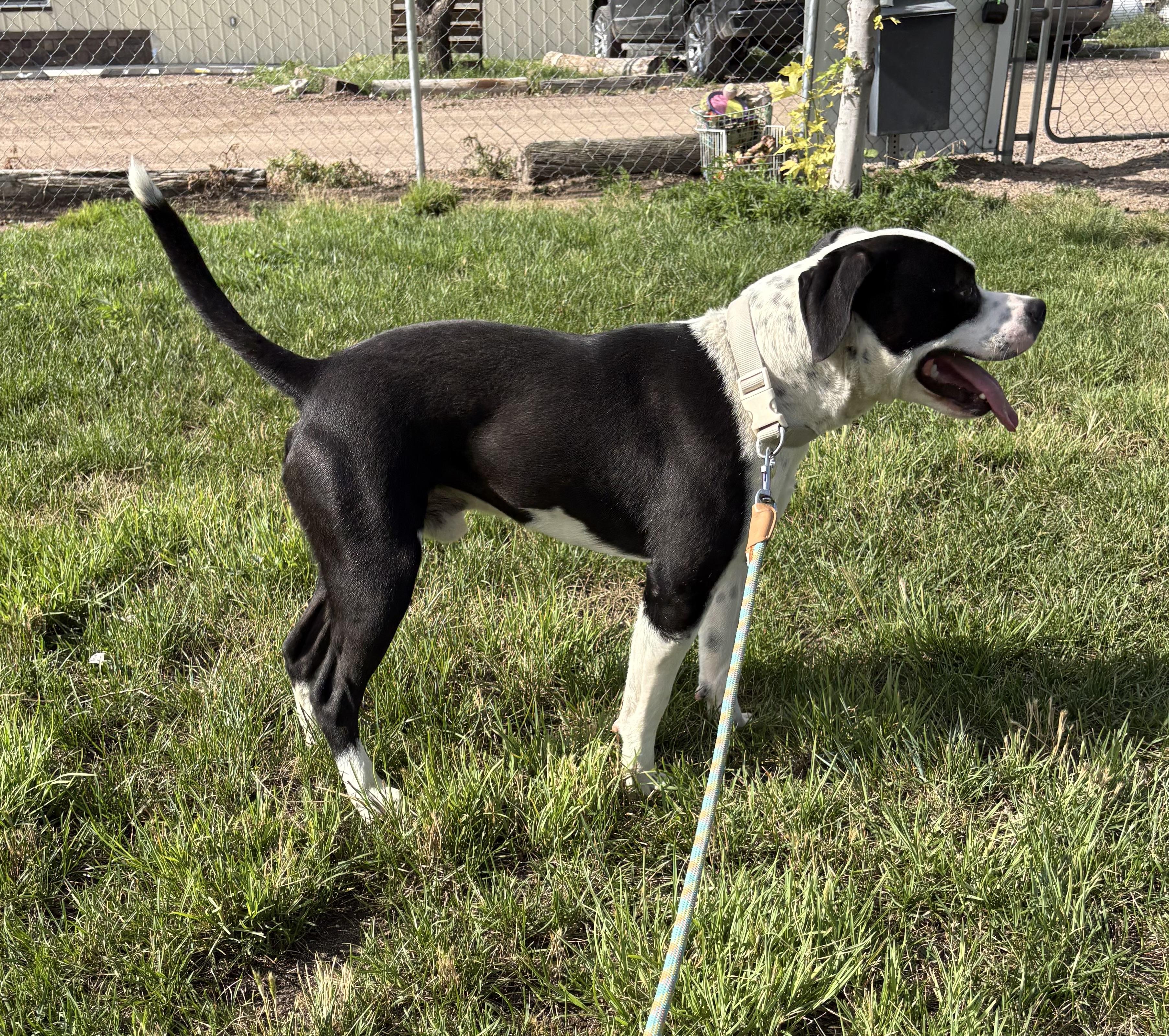 Enlarge George, a ADOPTABLE Pit Bull Terrier in Grant, NE image 6/6