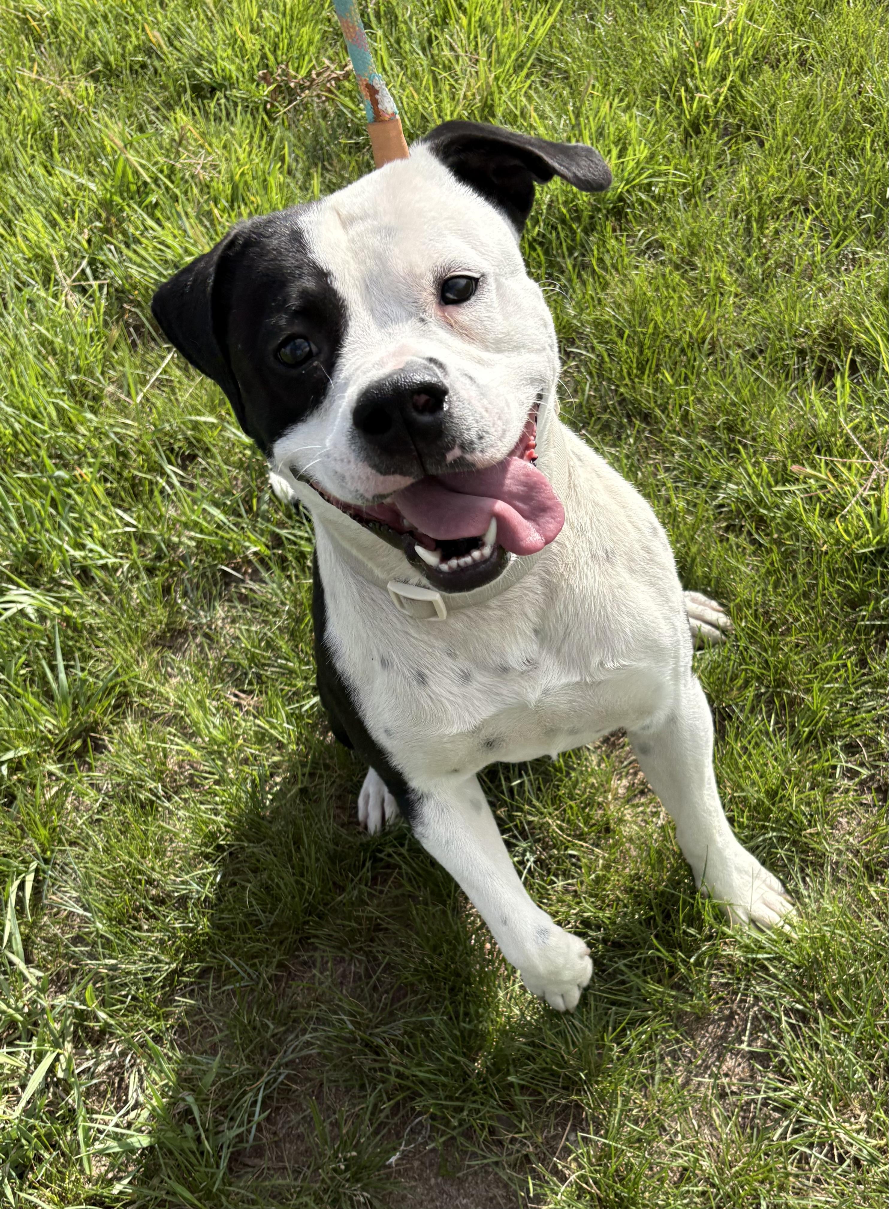 Enlarge George, a ADOPTABLE Pit Bull Terrier in Grant, NE image 1/6