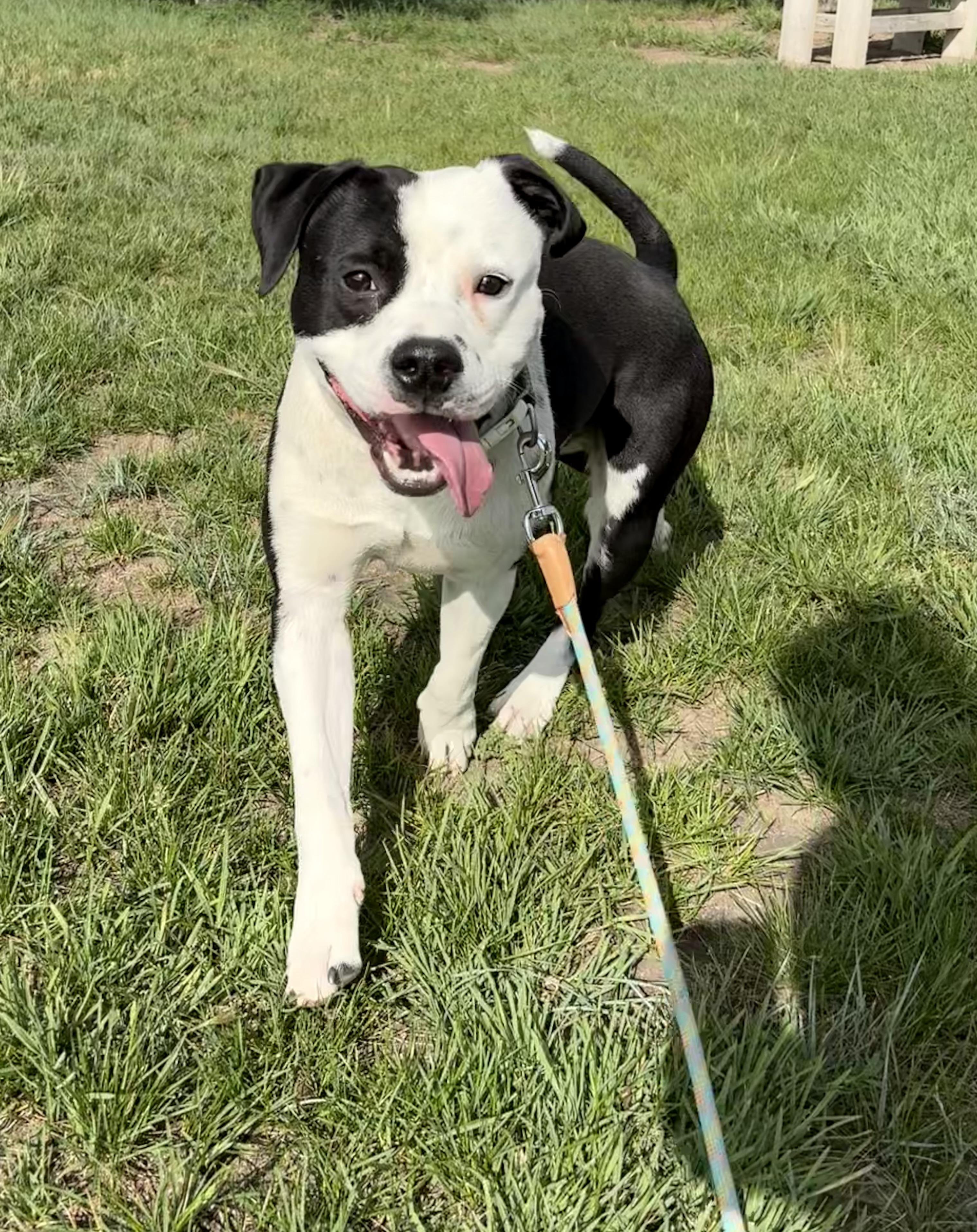 Enlarge George, a ADOPTABLE Pit Bull Terrier in Grant, NE image 5/6