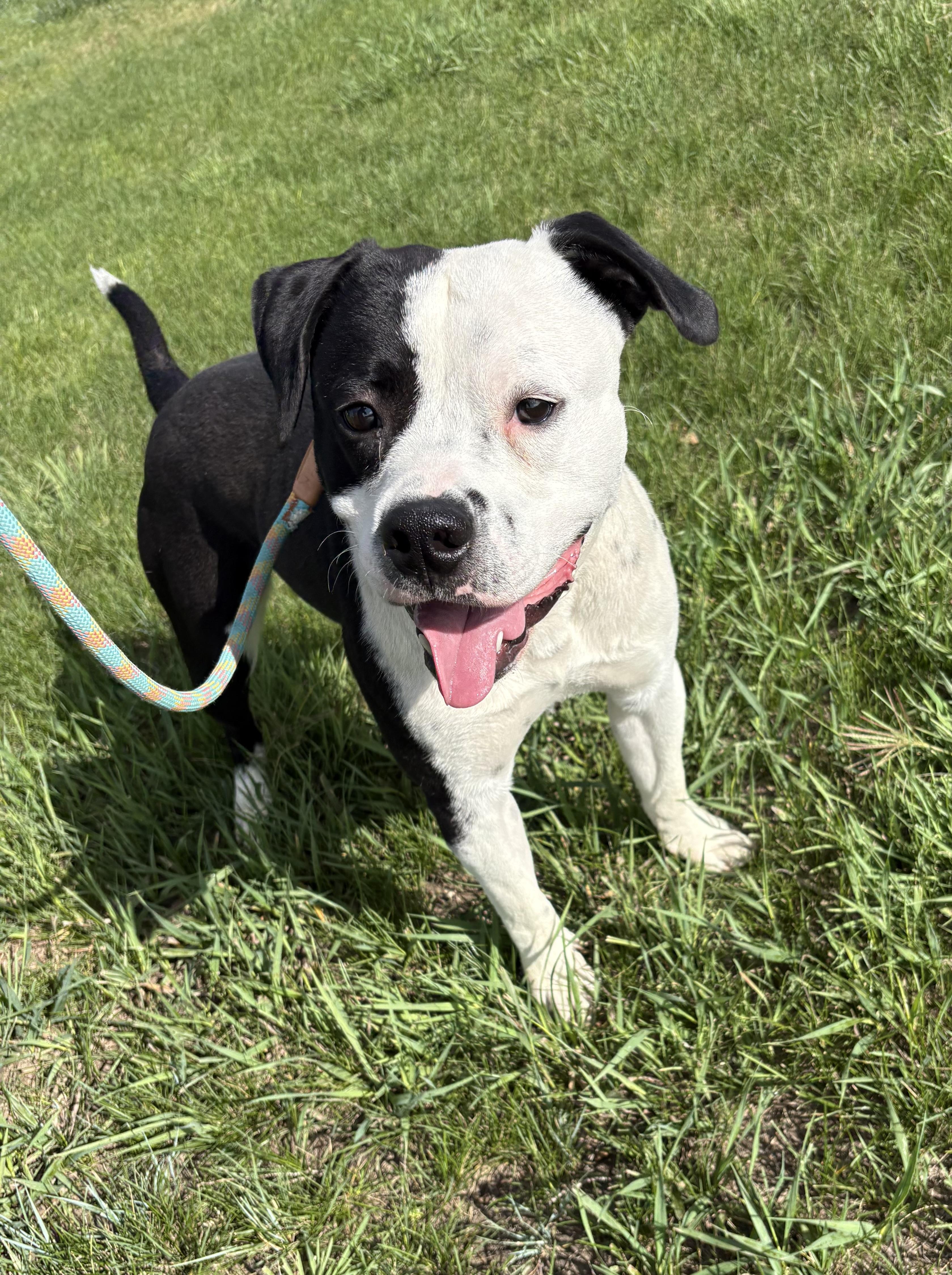 Enlarge George, a ADOPTABLE Pit Bull Terrier in Grant, NE image 2/6