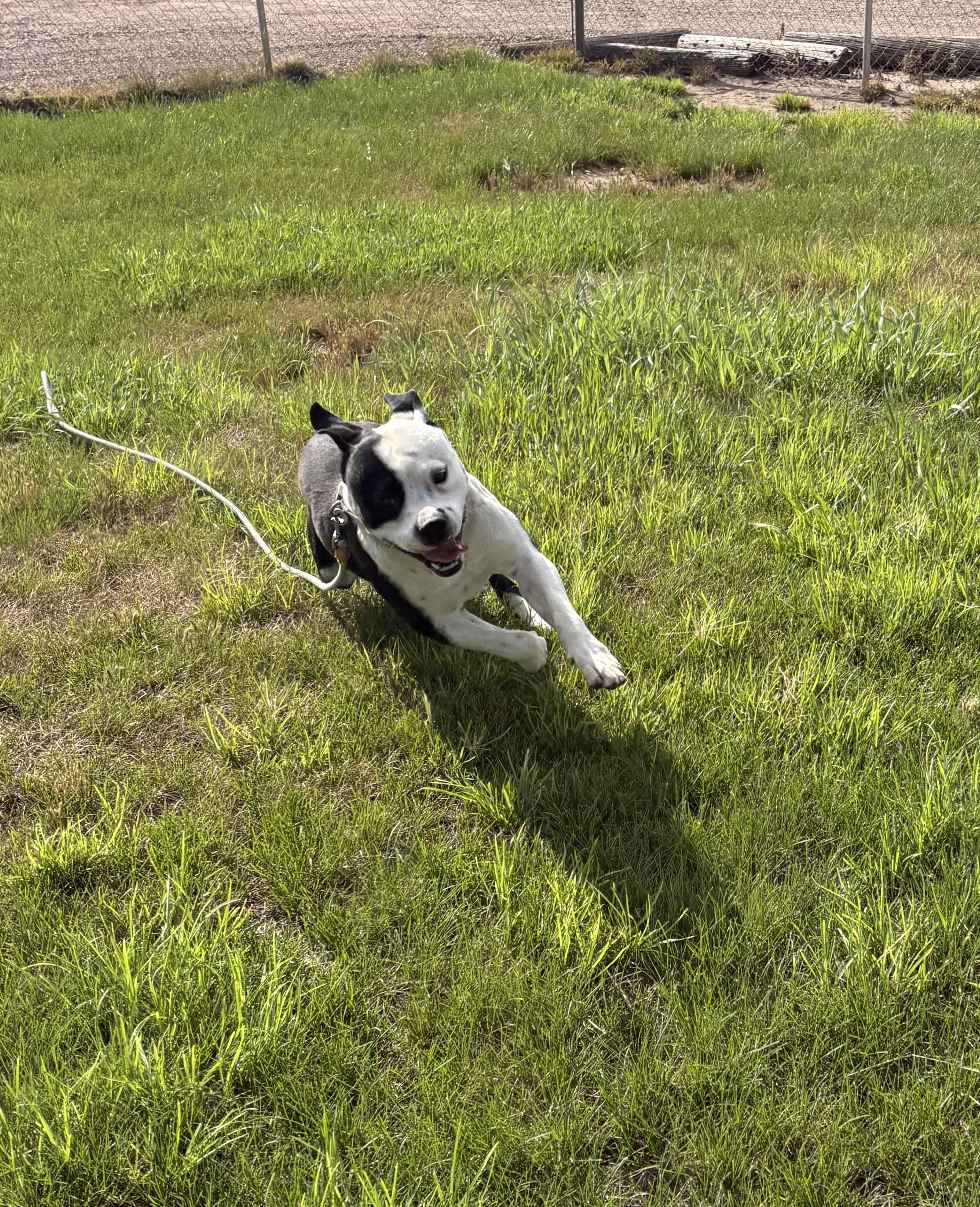 Enlarge George, a ADOPTABLE Pit Bull Terrier in Grant, NE image 3/6