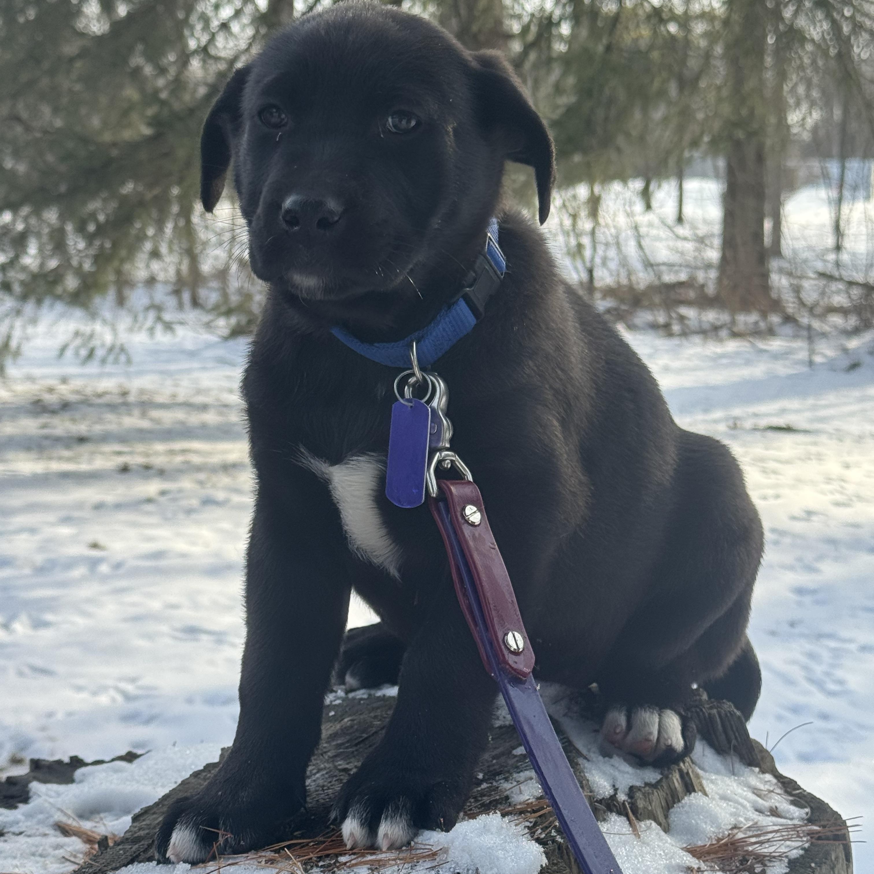 Winnie, an adopted mixed breed in Garden City, MI image 4/4