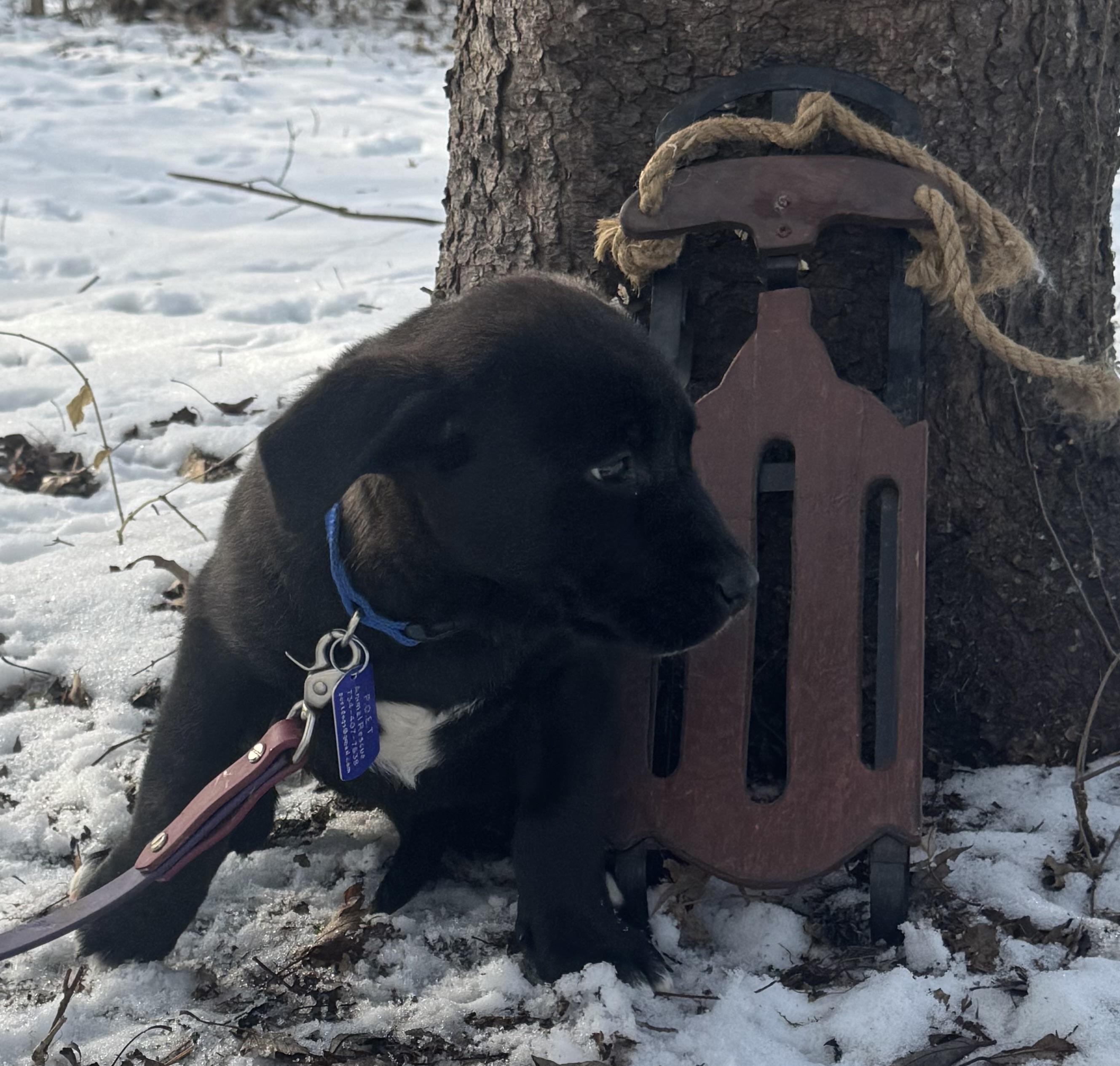 Winnie, an adopted mixed breed in Garden City, MI image 2/4