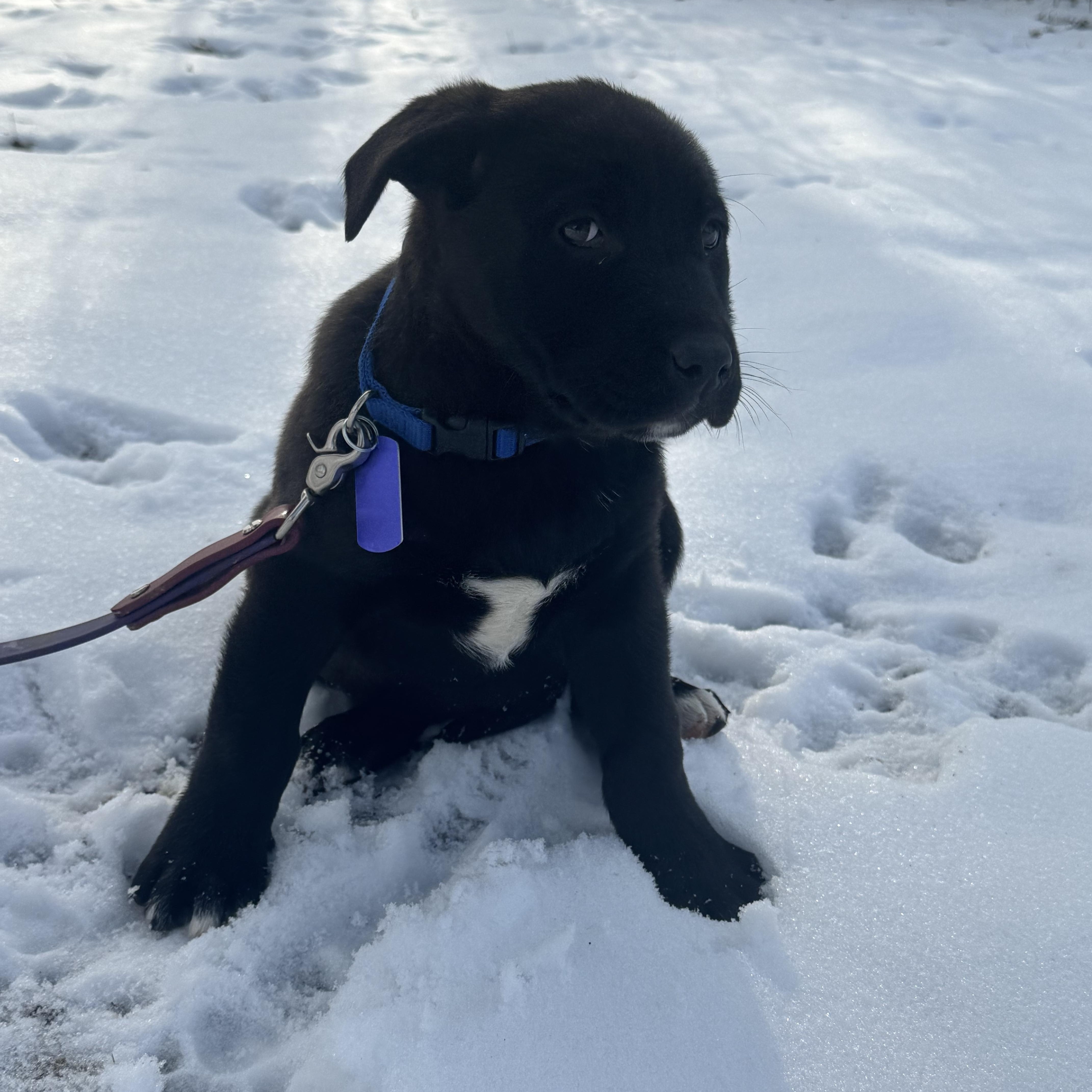 Winnie, an adopted mixed breed in Garden City, MI image 3/4