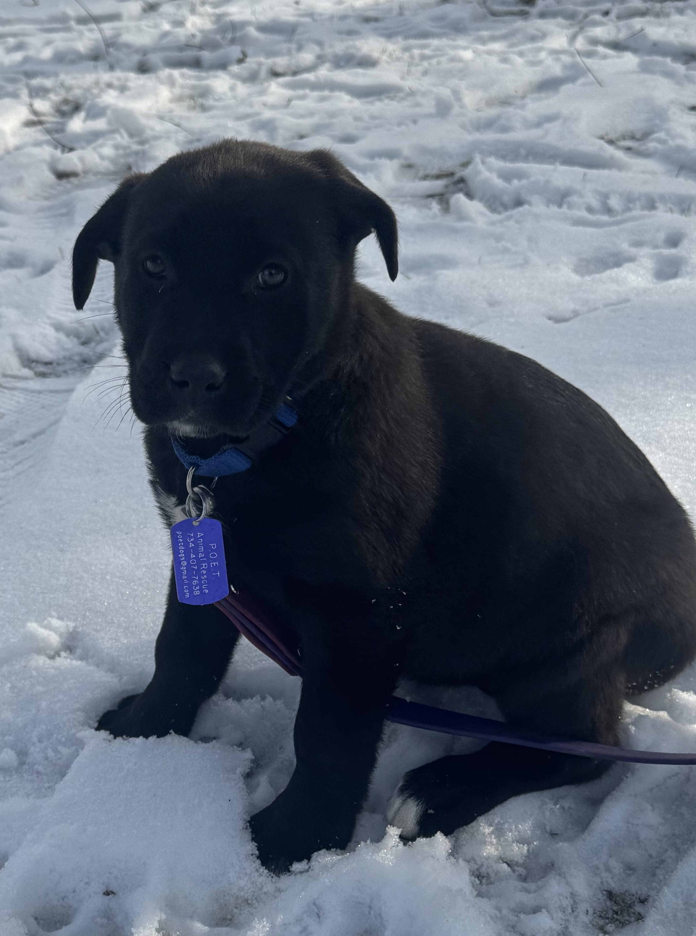 Winnie, an adopted mixed breed in Garden City, MI image 1/4