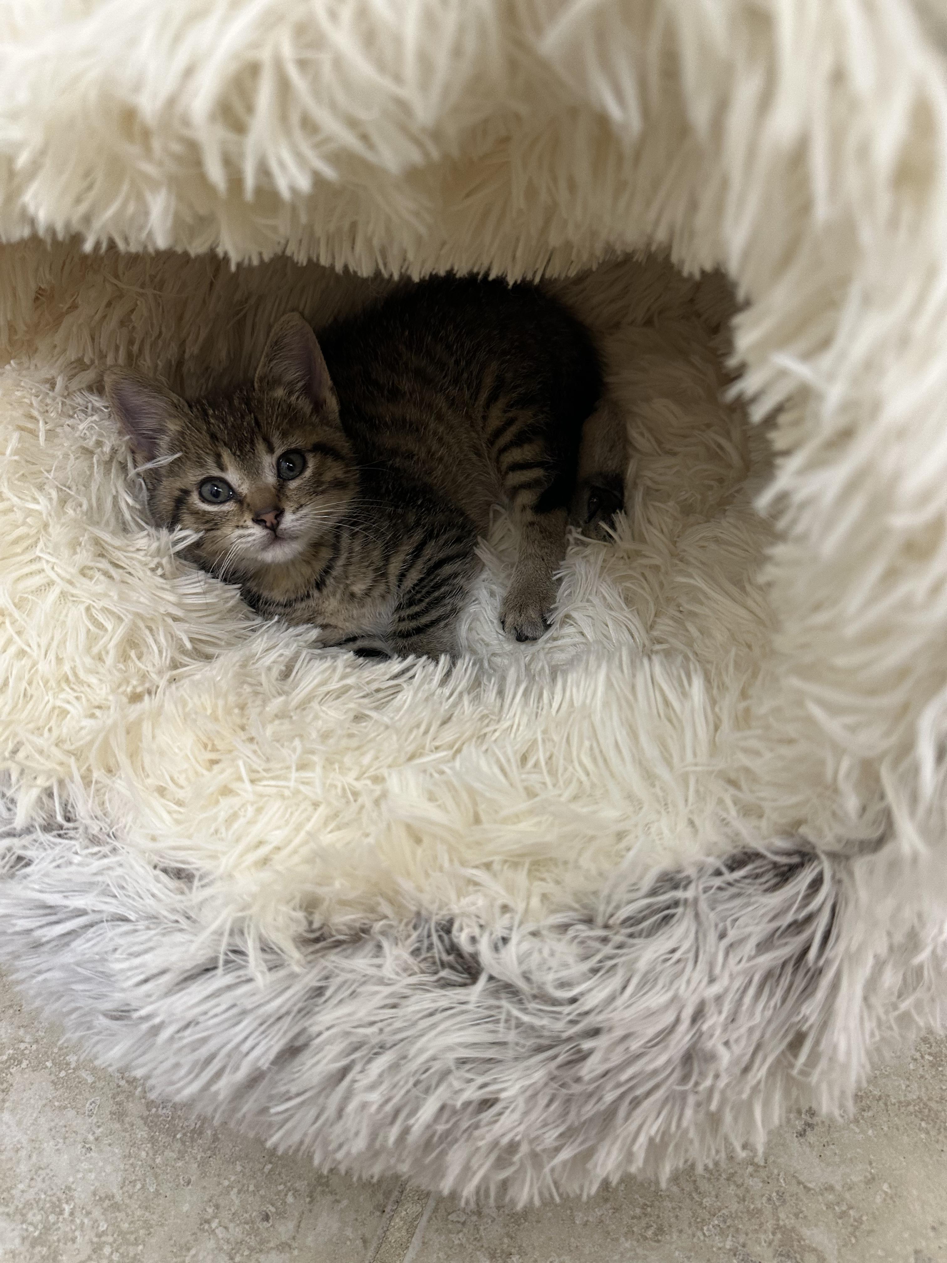 Enlarge Dolly, a Adopted Tabby in St. Ansgar, IA image 4/4