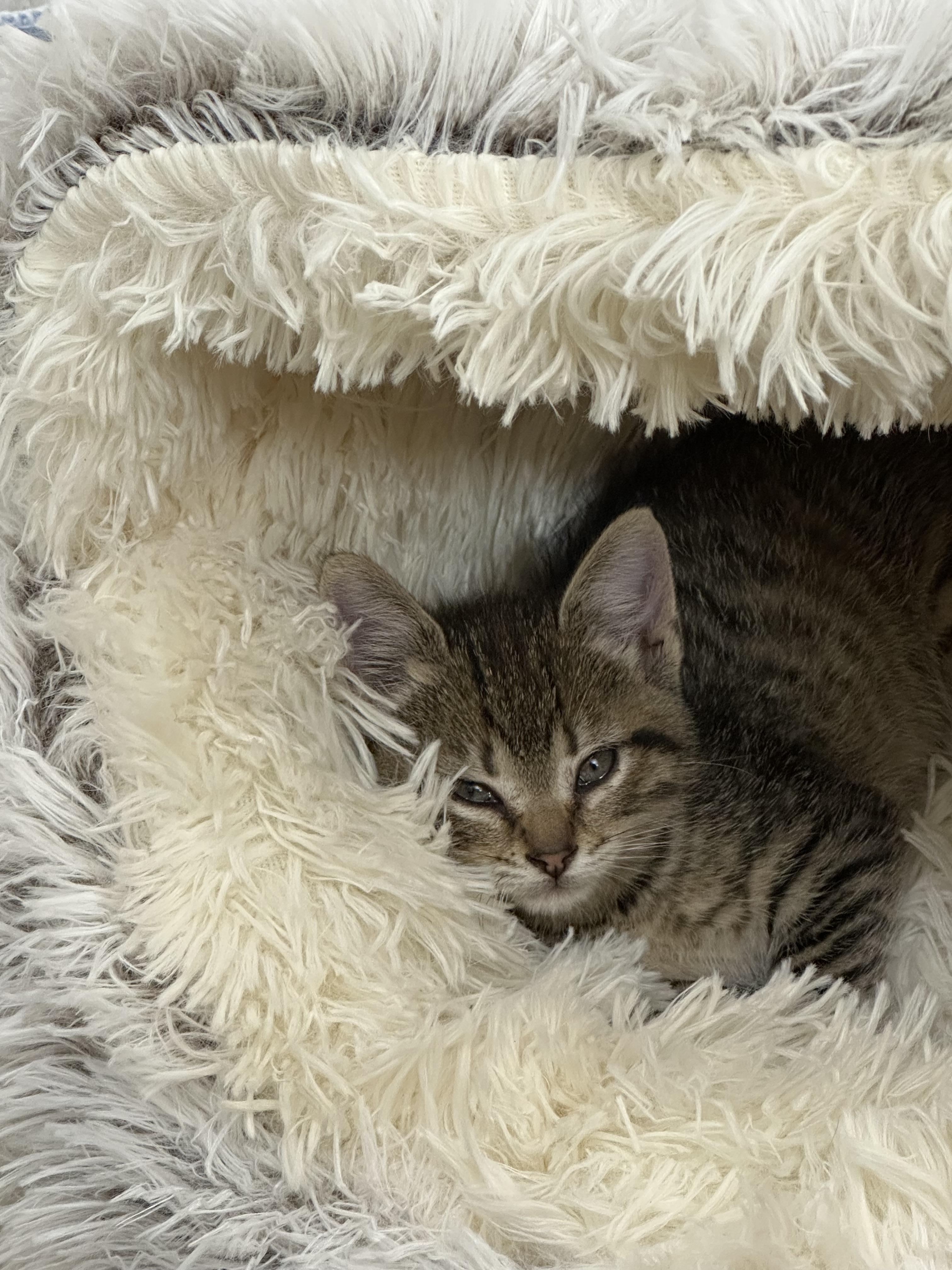 Enlarge Dolly, a Adopted Tabby in St. Ansgar, IA image 3/4