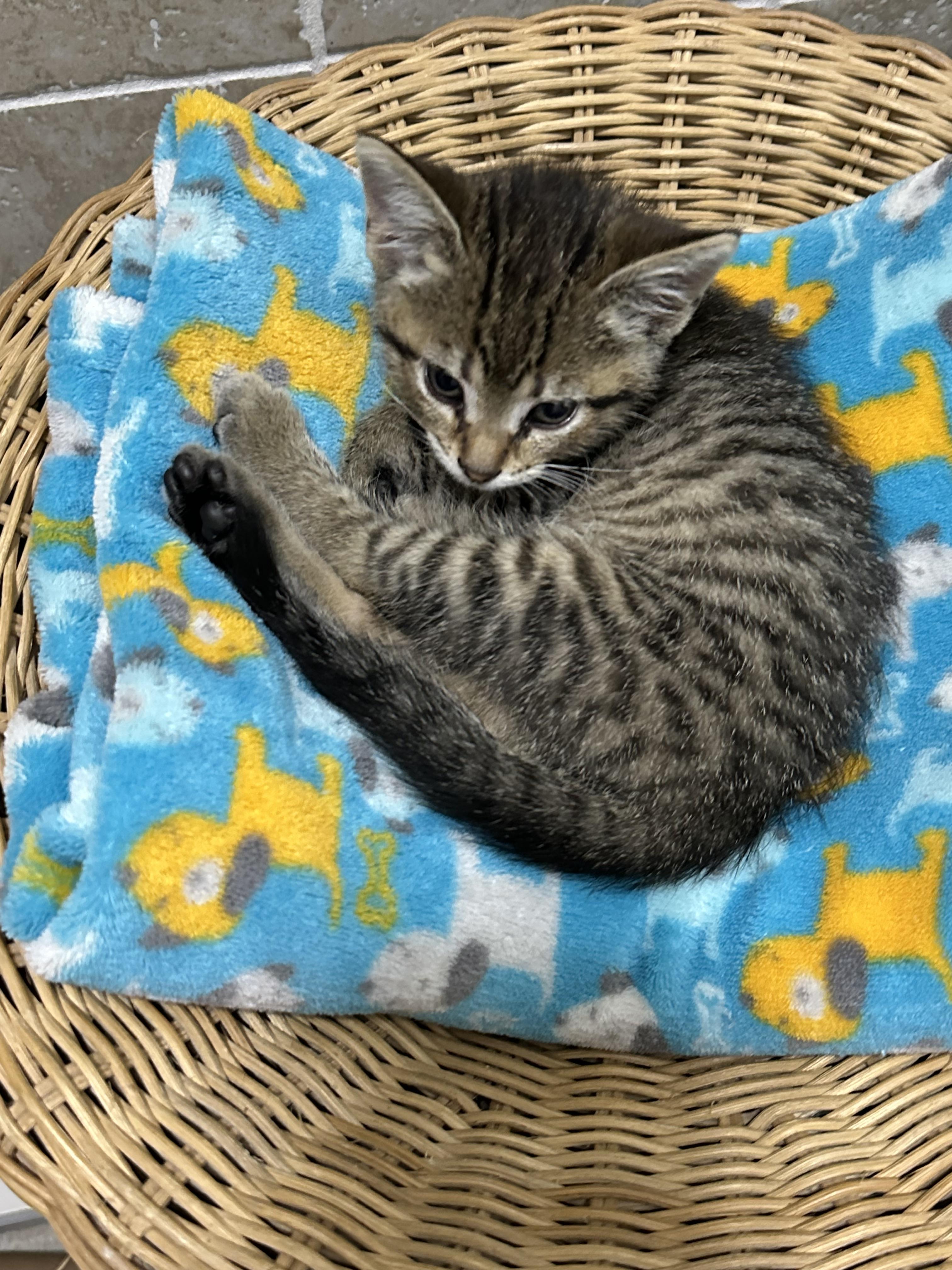 Enlarge Dolly, a Adopted Tabby in St. Ansgar, IA image 1/4