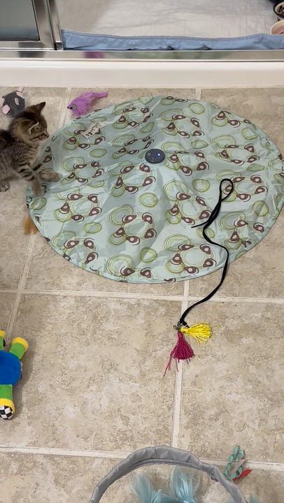 Enlarge Dolly, a Adopted Tabby in St. Ansgar, IA video 2/4