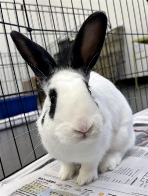 JELLY BEAN, Adoptable, Young Female Bunny Rabbit.