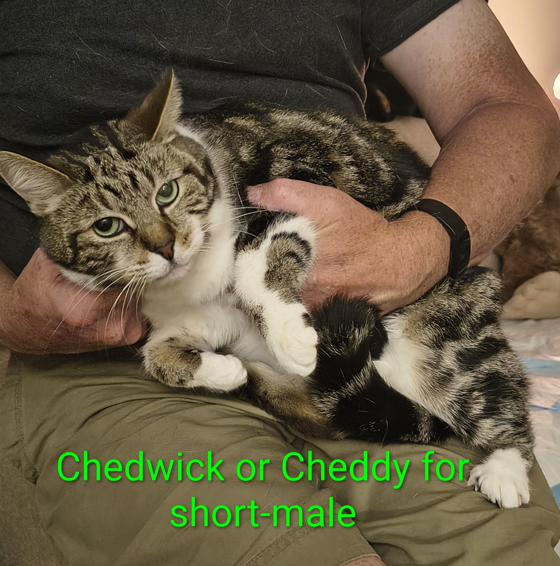 Cheddar, Adoptable, Adult Male Domestic Short Hair.