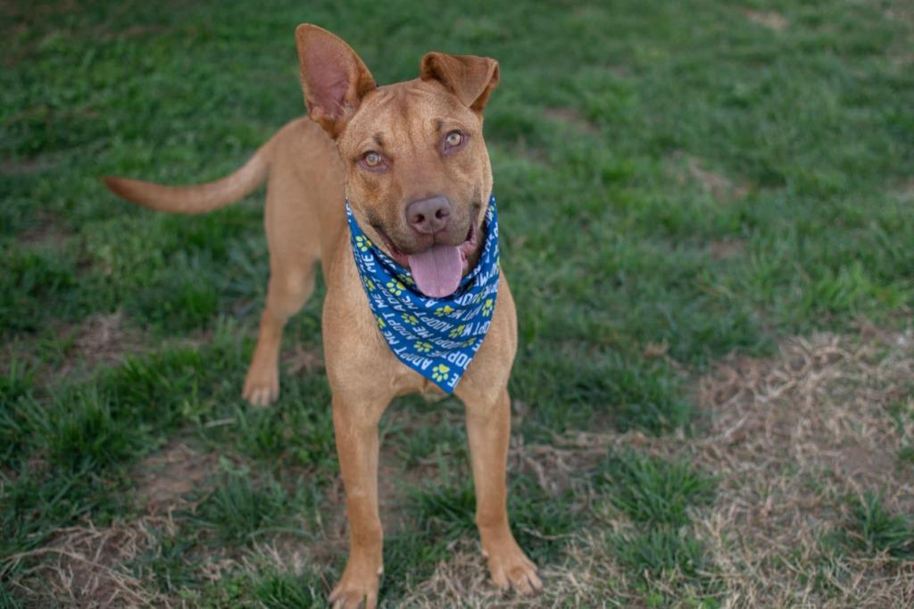 Sanford, a Adoptable mixed breed in Fort Mill, SC image 2/6
