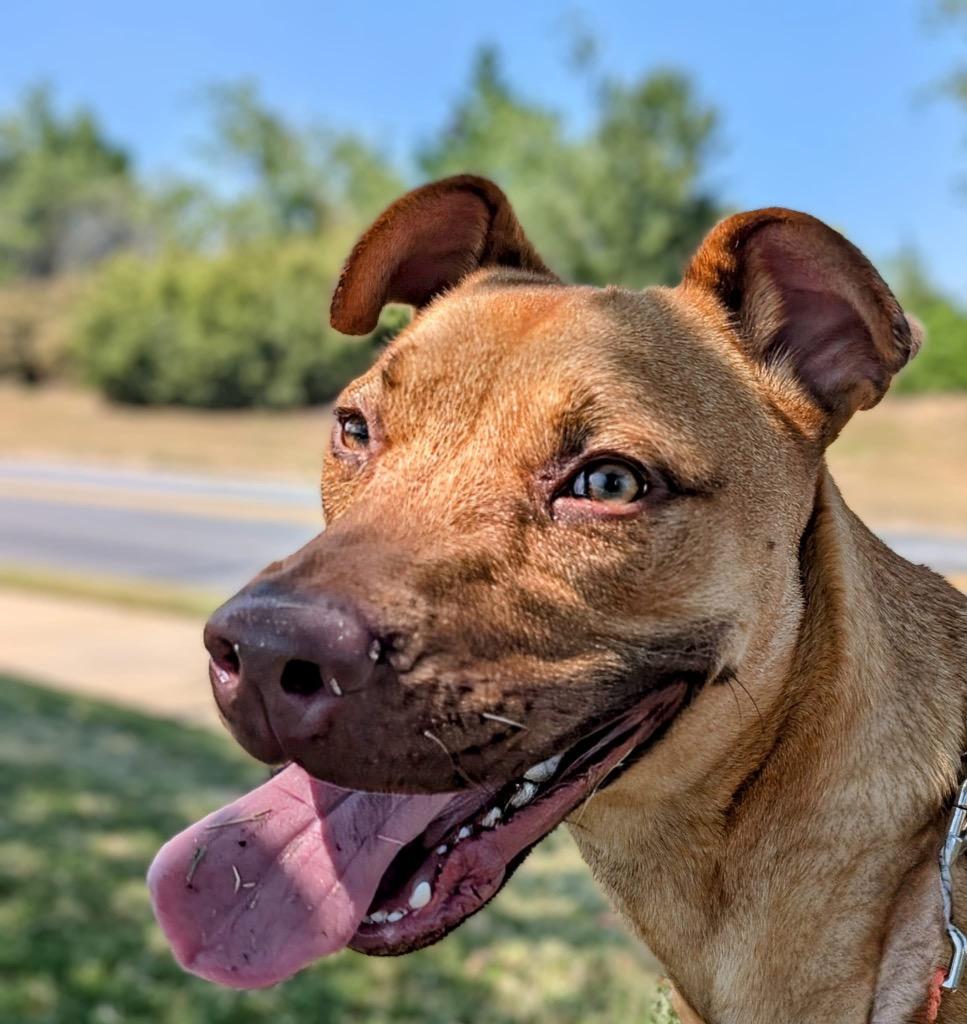 Sanford, a Adoptable mixed breed in Fort Mill, SC image 3/6