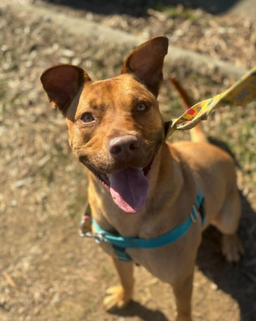 Enlarge Sanford, a Adoptable mixed breed in Fort Mill, SC image 2/6