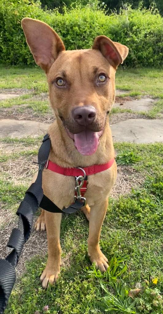 Sanford, a Adoptable mixed breed in Fort Mill, SC image 5/6