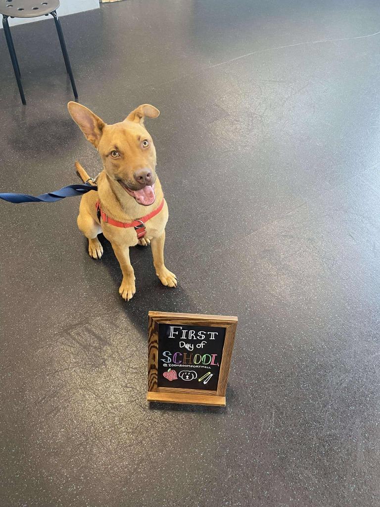 Enlarge Sanford, a Adoptable mixed breed in Fort Mill, SC image 3/6