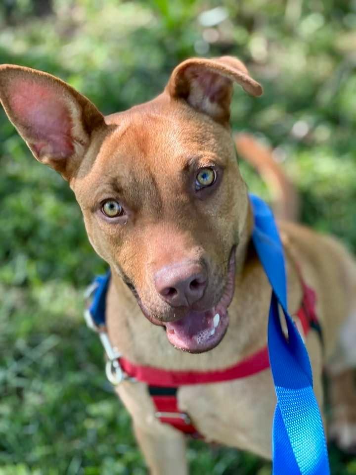 Sanford, a Adoptable mixed breed in Fort Mill, SC image 6/6