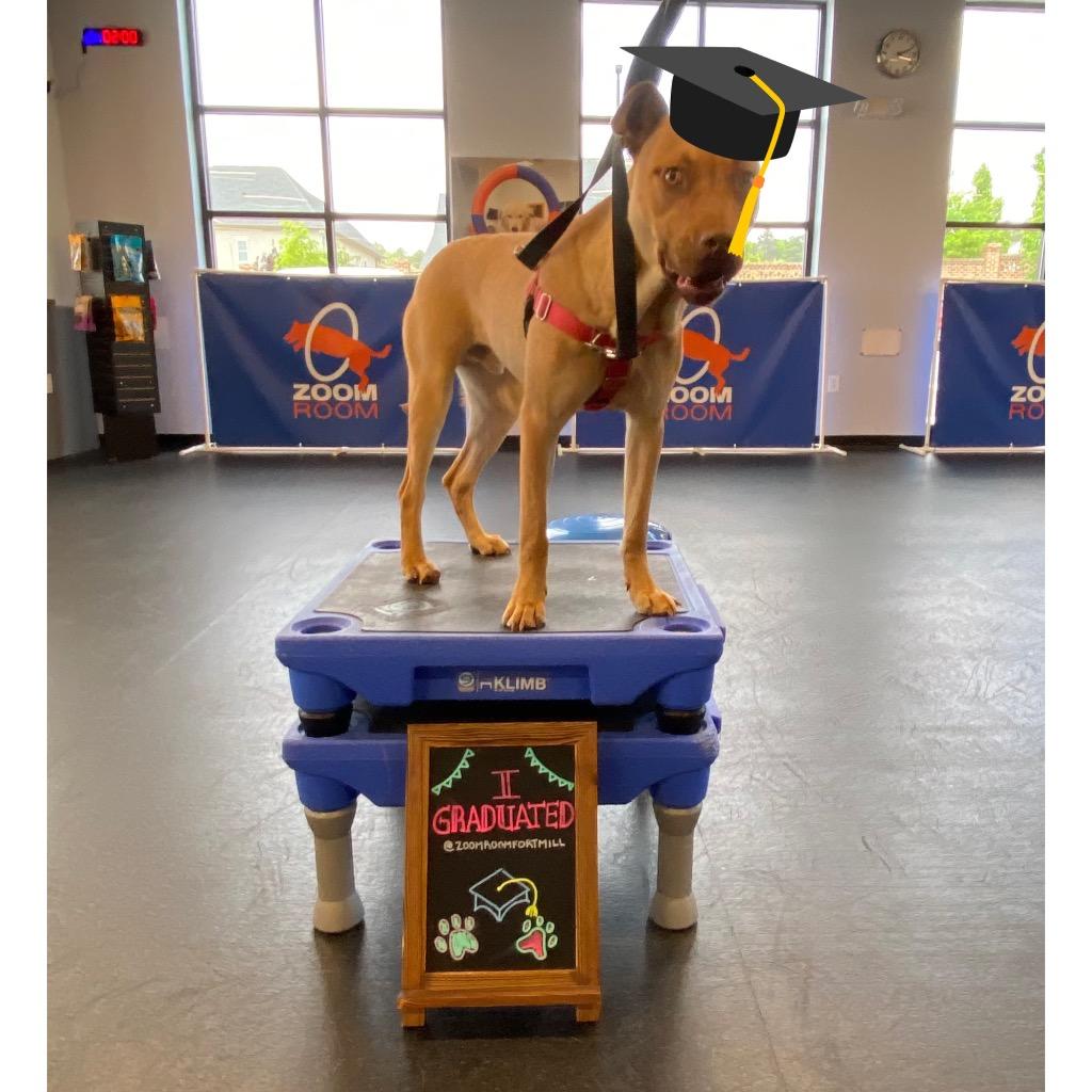 Enlarge Sanford, a Adoptable mixed breed in Fort Mill, SC image 5/6