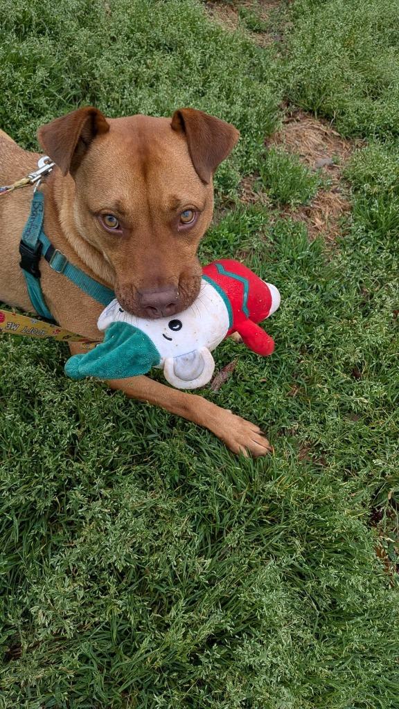 Enlarge Sanford, a Adoptable mixed breed in Fort Mill, SC image 5/6