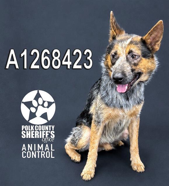 Enlarge BLUEY, a Adoptable mixed breed in Winter Haven, FL image 1/1