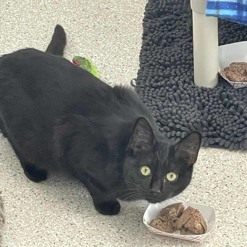 Enlarge Bean, a Adoptable Domestic Short Hair in St. Helena, CA image 1/5