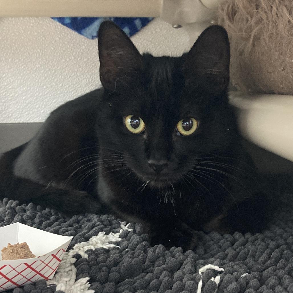 Enlarge Bean, a Adoptable Domestic Short Hair in St. Helena, CA image 2/5