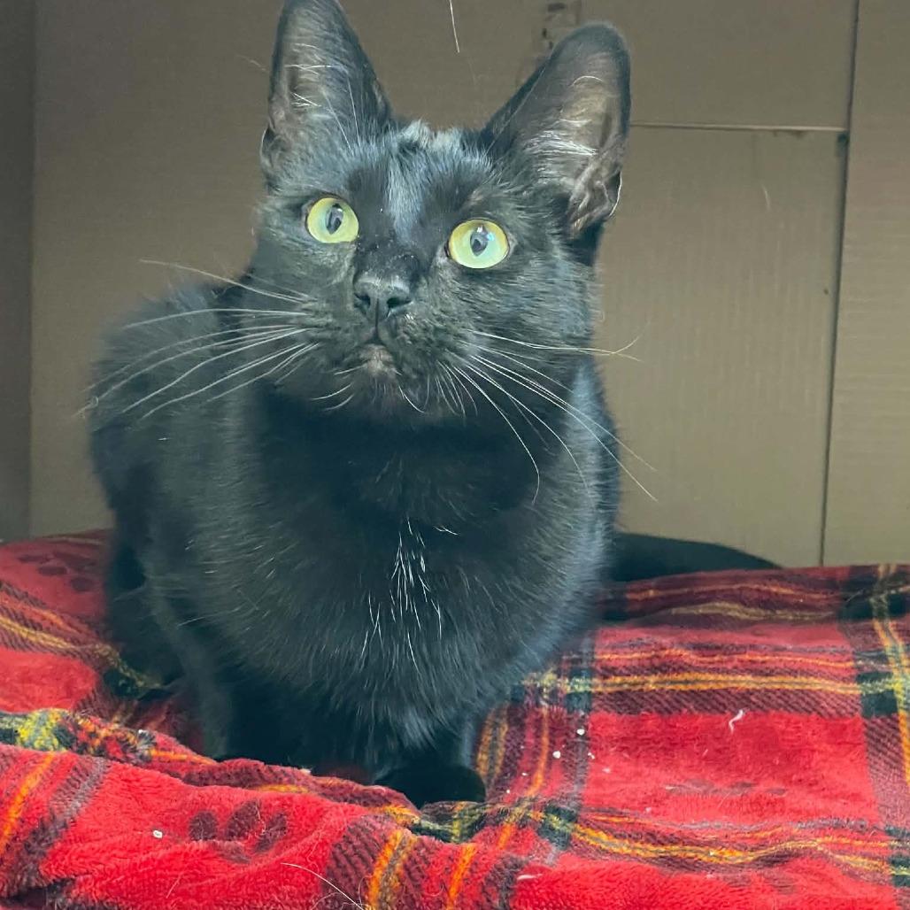 Enlarge Bean, a Adoptable Domestic Short Hair in St. Helena, CA image 3/5