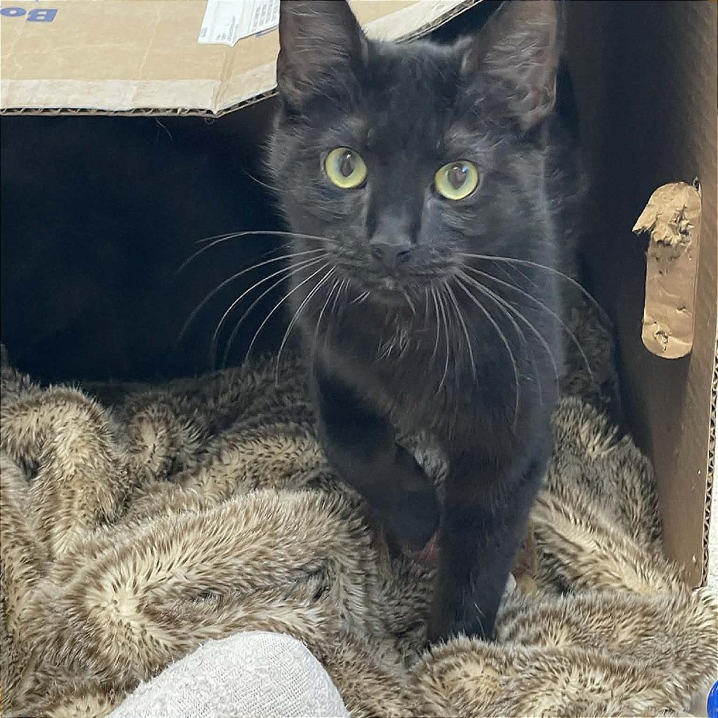 Enlarge Bean, a Adoptable Domestic Short Hair in St. Helena, CA image 3/5