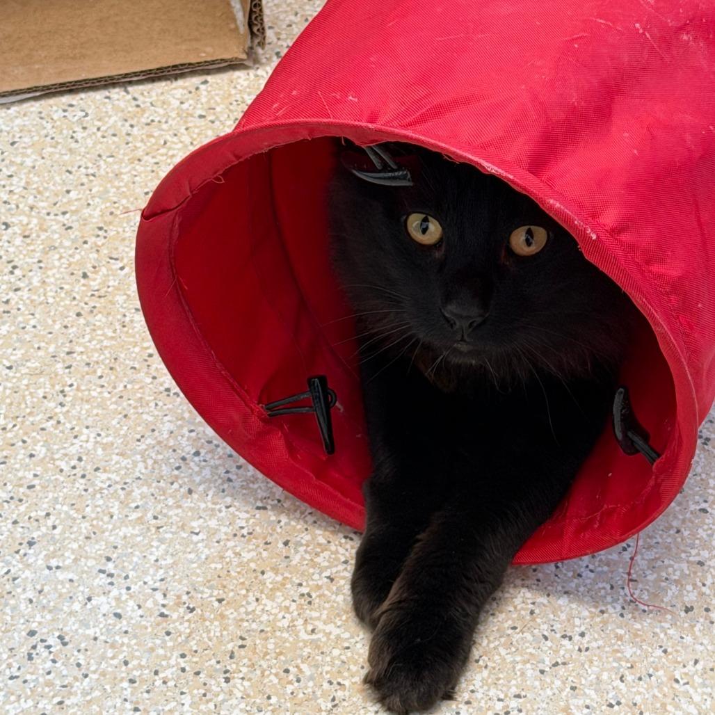 Enlarge Bean, a Adoptable Domestic Short Hair in St. Helena, CA image 4/5