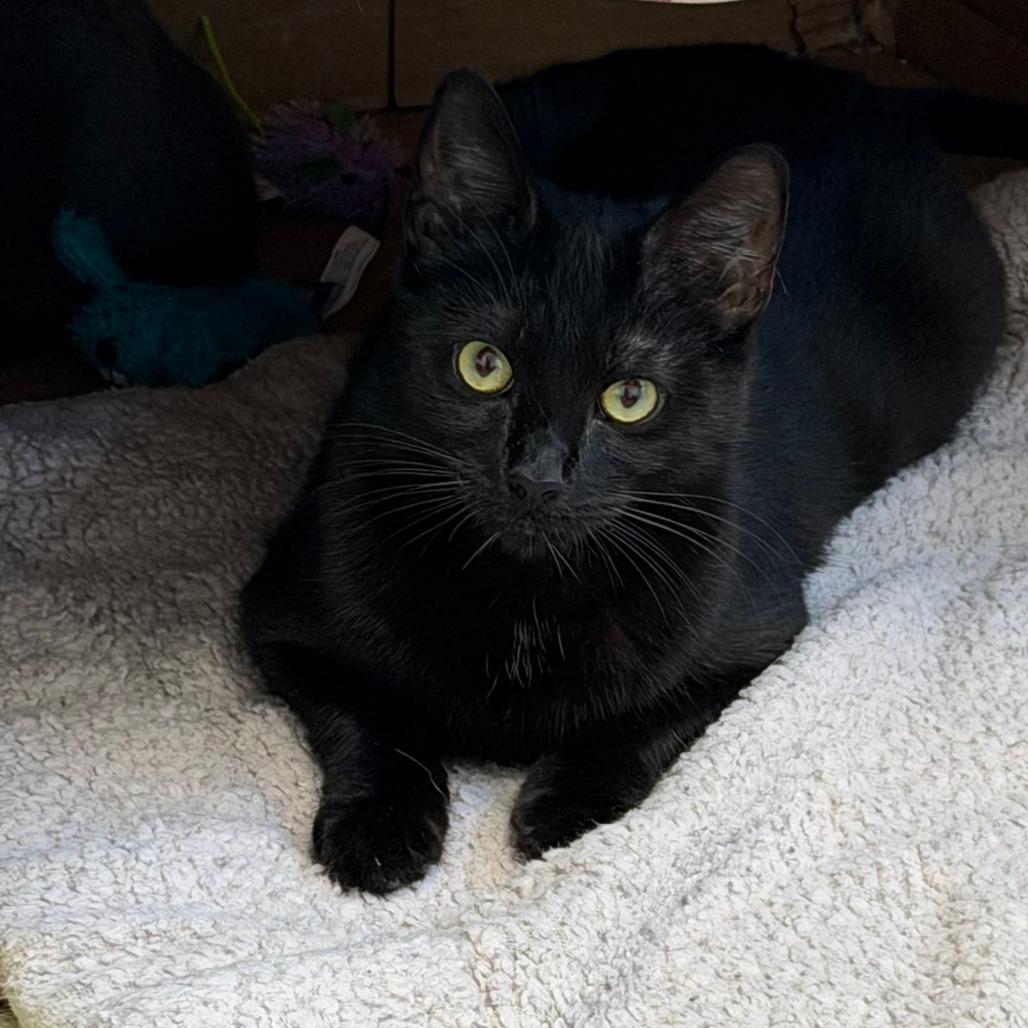 Enlarge Bean, a Adoptable Domestic Short Hair in St. Helena, CA image 5/5