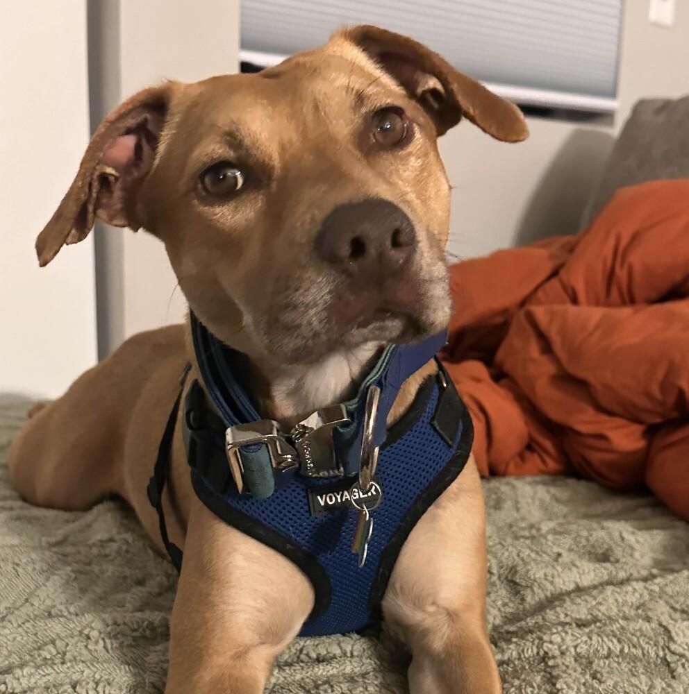 Enlarge Tazzy - AVAILABLE, a Adoptable mixed breed in Seattle, WA image 1/6