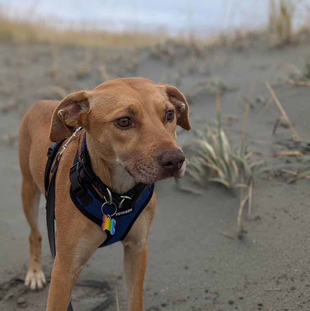Enlarge Tazzy - AVAILABLE, a Adoptable mixed breed in Seattle, WA image 2/6